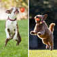 🔥Last Day Promotion 50% OFF🐶Automatic Smart Teasing Dog Ball – Bite-Resistant, Interactive Exercise Toy for Dogs