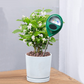 📢📢50% OFF !! ⏰Plant Soil Moisture Tester- Professional Water Monitor For Indoor & Outdoor Gardening🌱💦