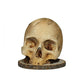 Creative Skull Resin Knife Holder 💀 A Bold Statement Piece That Keeps Your Blades Within Reach ✨