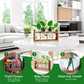 🌿 Rustic Wooden Stand Hydroponic Vases – Soil-Free Plant Growing | Farmhouse Style Décor for Home, Office & Kitchen