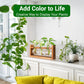 🌿 Rustic Wooden Stand Hydroponic Vases – Soil-Free Plant Growing | Farmhouse Style Décor for Home, Office & Kitchen