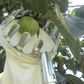 ⏳ Limited-Time Offer! 🍎 Fruit Picker Head Basket – No Ladder Needed, Reach High Branches & Pick Apples, Pears & More 🌳